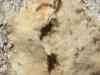 Lymantria dispar